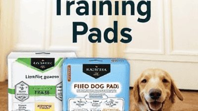 Evaluating the Best Dog Training Pads: Which Ones Truly Absorb